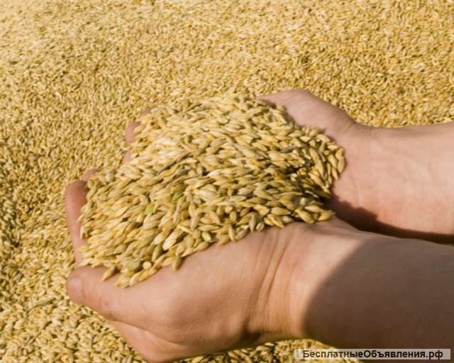 Пшеница. Ячмень. Кукуруза. Мука. Сахар. Экспорт.