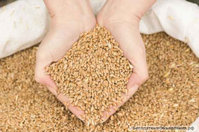 Пшеница. Ячмень. Кукуруза. Мука. Сахар. Экспорт.