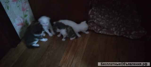 Котята в добрые руки