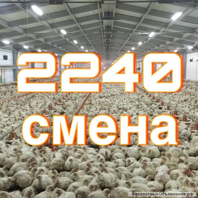 Рабочий на птицефабрику вахта с проживанием