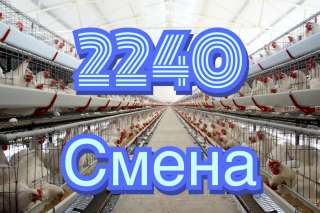 Птицефабрика рабочий вахта 21 день