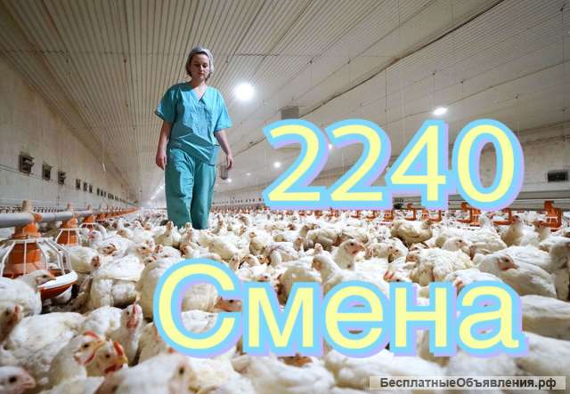 Птицефабрика рабочий вахта 21 день с проживанием