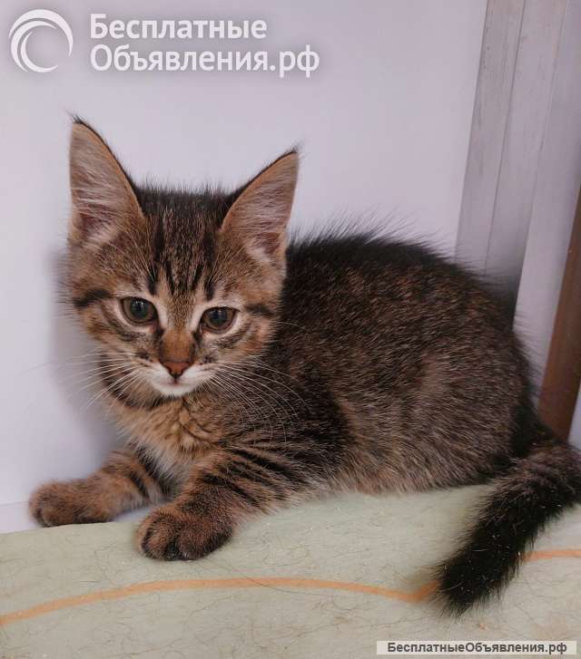 Обаятельная котенок-девочка Ясмина в добрые руки