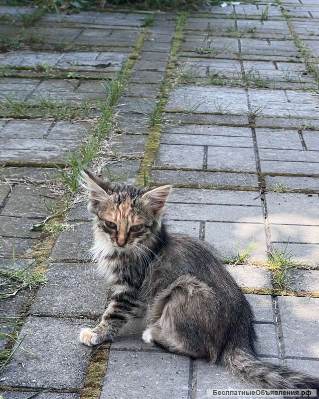 Котята очаровашки в добрые руки