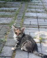 Котята очаровашки в добрые руки
