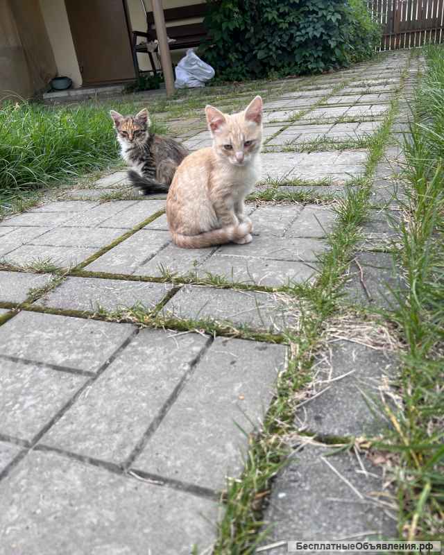 Котята очаровашки в добрые руки
