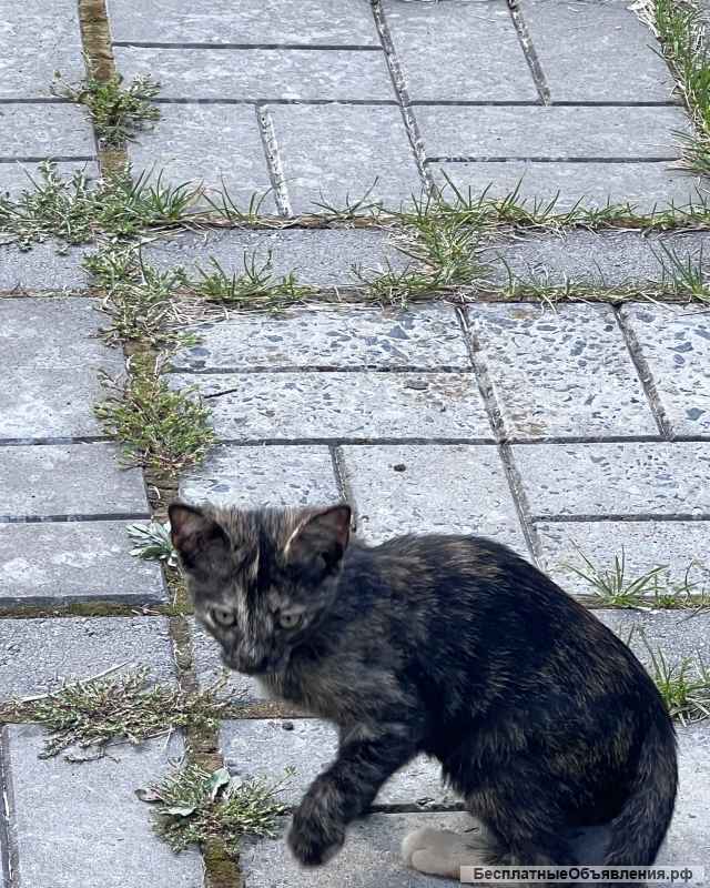Котята очаровашки в добрые руки