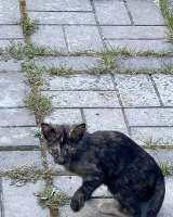 Котята очаровашки в добрые руки