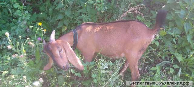 Нубийские козлы