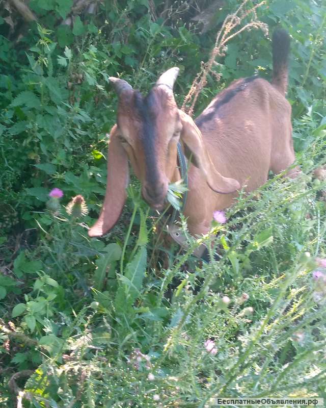 Нубийские козлы