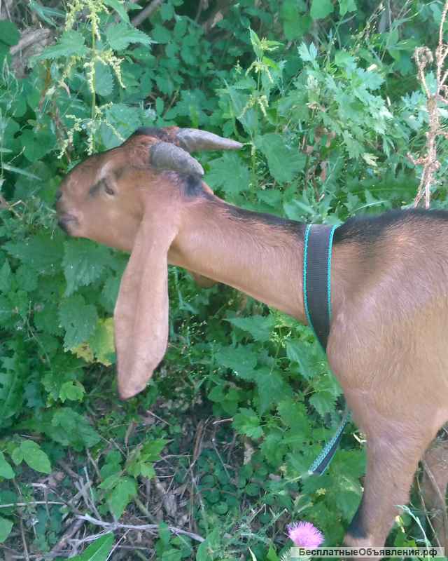 Нубийские козлы