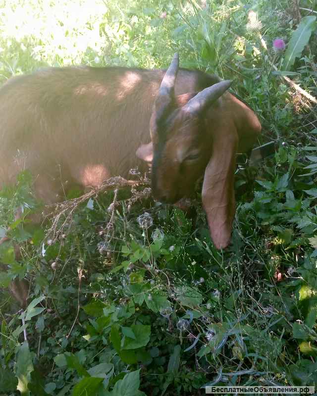 Нубийские козлы