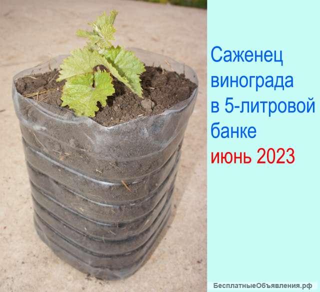 Виноград Саженец Куст