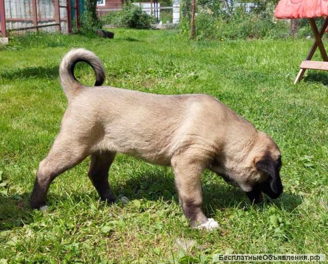 Щенки Турецкого кангала