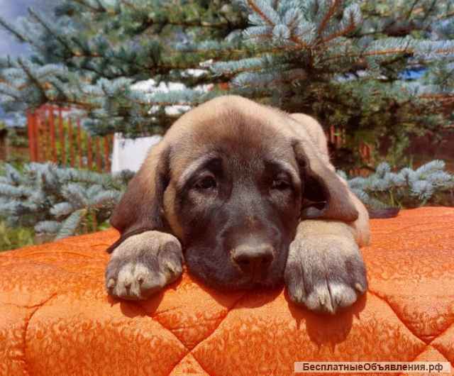 Щенки Турецкого кангала