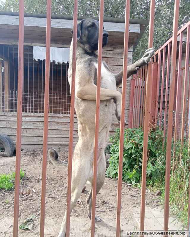 Щенки Турецкого кангала