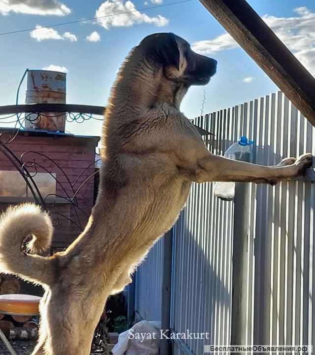 Щенки Турецкого кангала