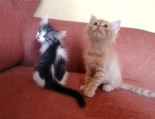 Перси и Штурмовик, очаровательные домашние котята в добрые руки