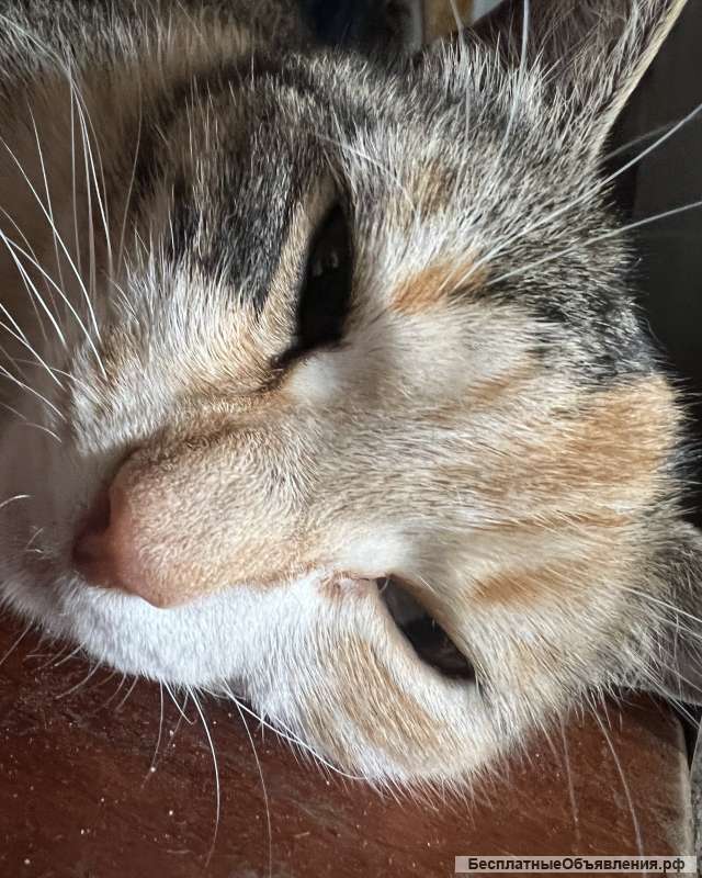 Помогите пожалуйста найти кошку