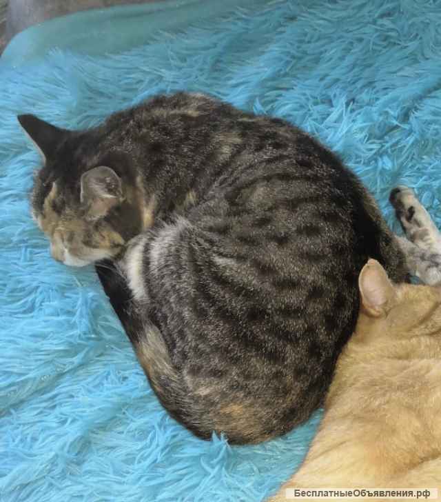 Помогите пожалуйста найти кошку