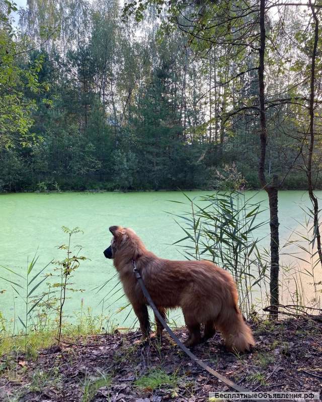 Мишель, 8 месяцев, мечтает о семье, передам самым ответственным и добрым