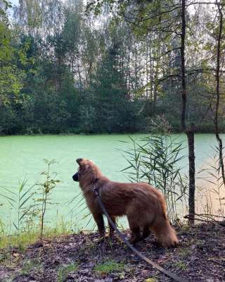 Мишель, 8 месяцев, мечтает о семье, передам самым ответственным и добрым