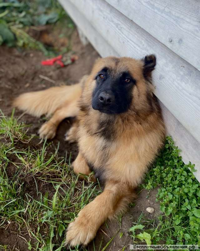 Мишель, 8 месяцев, мечтает о семье, передам самым ответственным и добрым