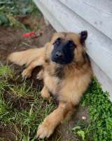 Мишель, 8 месяцев, мечтает о семье, передам самым ответственным и добрым