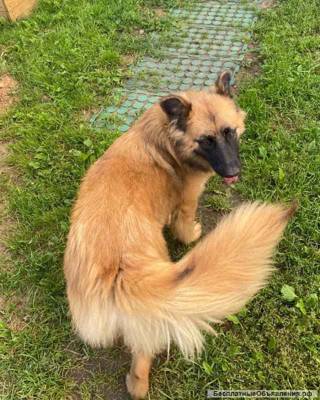 Мишель, 8 месяцев, мечтает о семье, передам самым ответственным и добрым