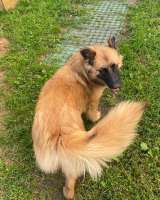 Мишель, 8 месяцев, мечтает о семье, передам самым ответственным и добрым