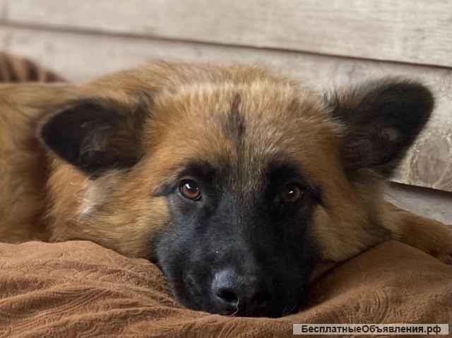 Мишель, 8 месяцев, мечтает о семье, передам самым ответственным и добрым