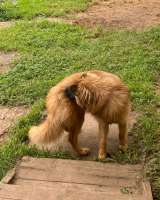 Мишель, 8 месяцев, мечтает о семье, передам самым ответственным и добрым