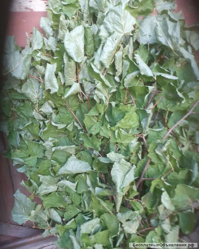 Веники банные