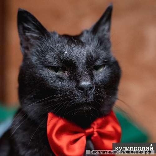 Невероятный кот Пушонок в поисках дома