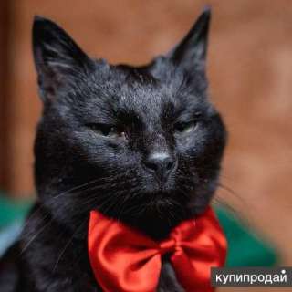 Невероятный кот Пушонок в поисках дома