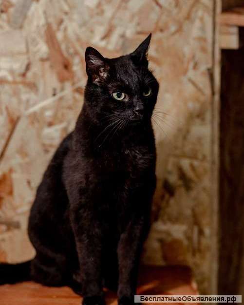 Невероятный кот Пушонок в поисках дома