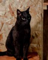 Невероятный кот Пушонок в поисках дома