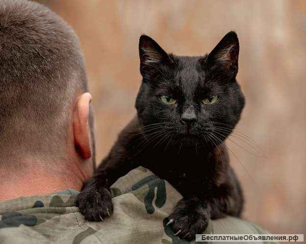 Невероятный кот Пушонок в поисках дома