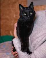 Невероятный кот Пушонок в поисках дома