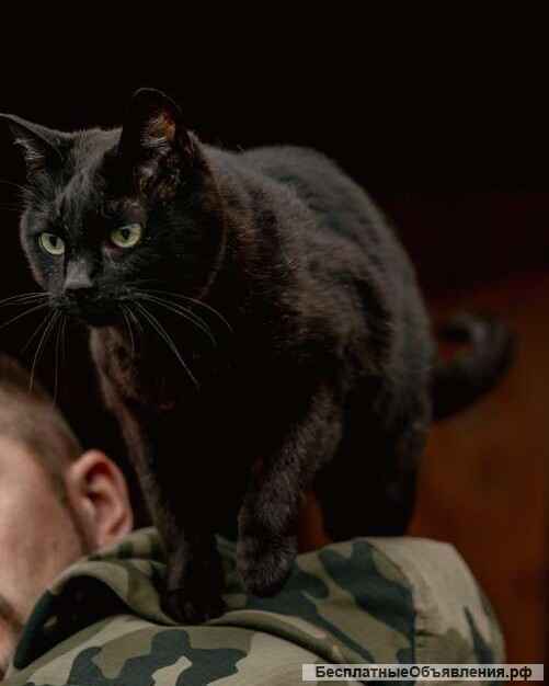 Невероятный кот Пушонок в поисках дома