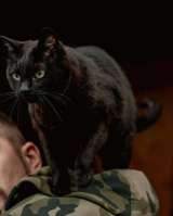 Невероятный кот Пушонок в поисках дома