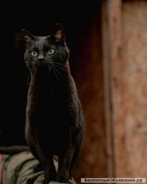 Невероятный кот Пушонок в поисках дома