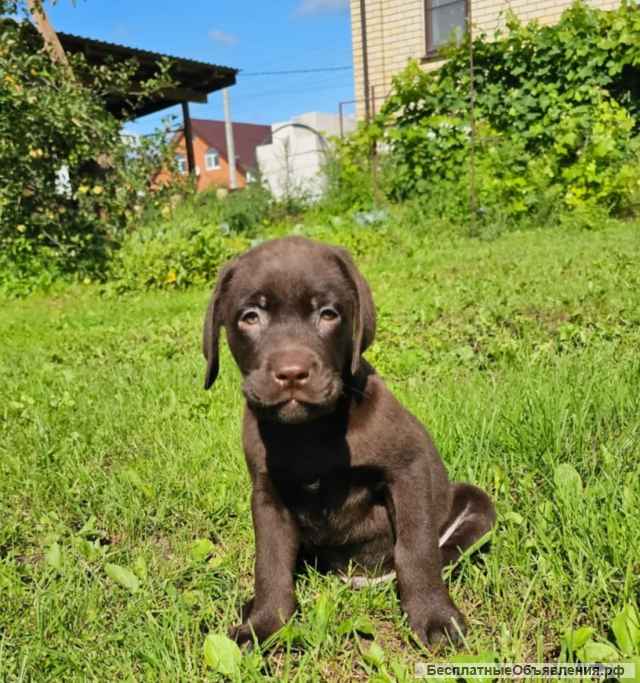 Щенки лабрадор ретривер: окрас шоколад
