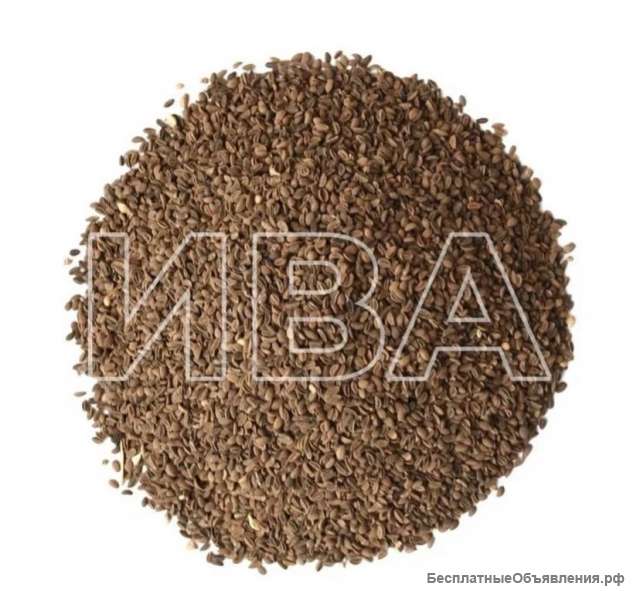 Семена фацелии