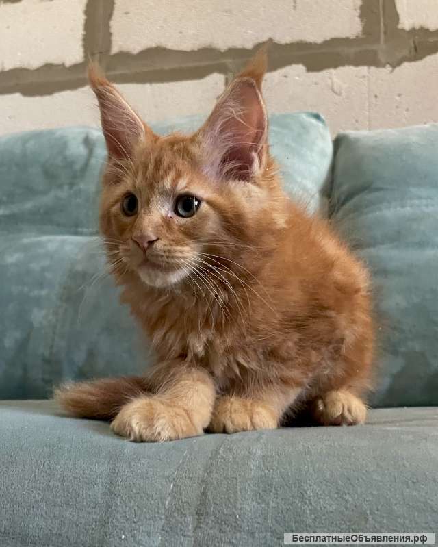 Котята мейн Кун рыжего окраса