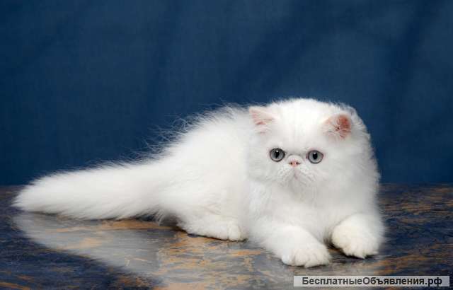 Пушистое чудо