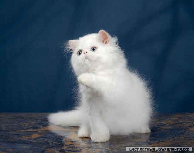 Пушистое чудо