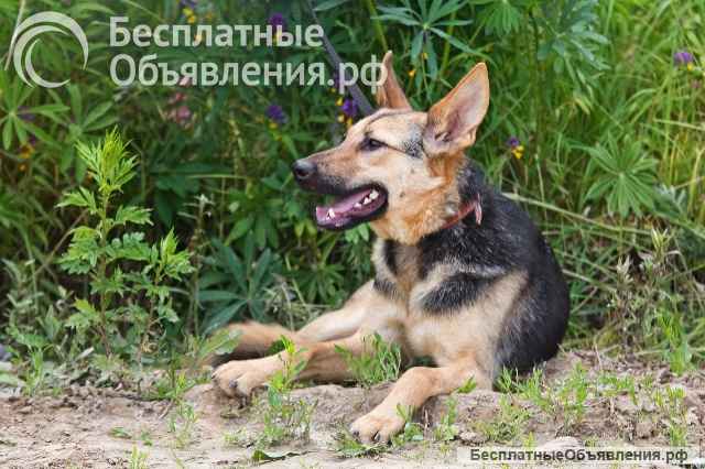 Красавица собака Тэя в добрые руки