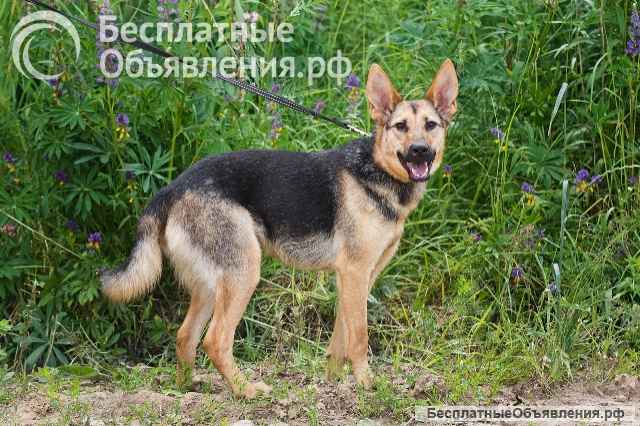 Красавица собака Тэя в добрые руки