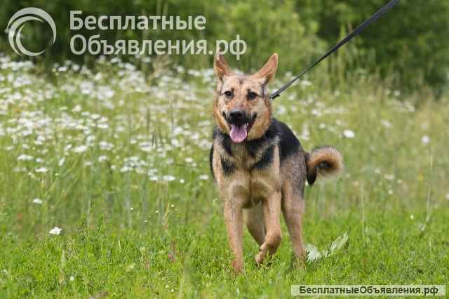 Красавица собака Тэя в добрые руки